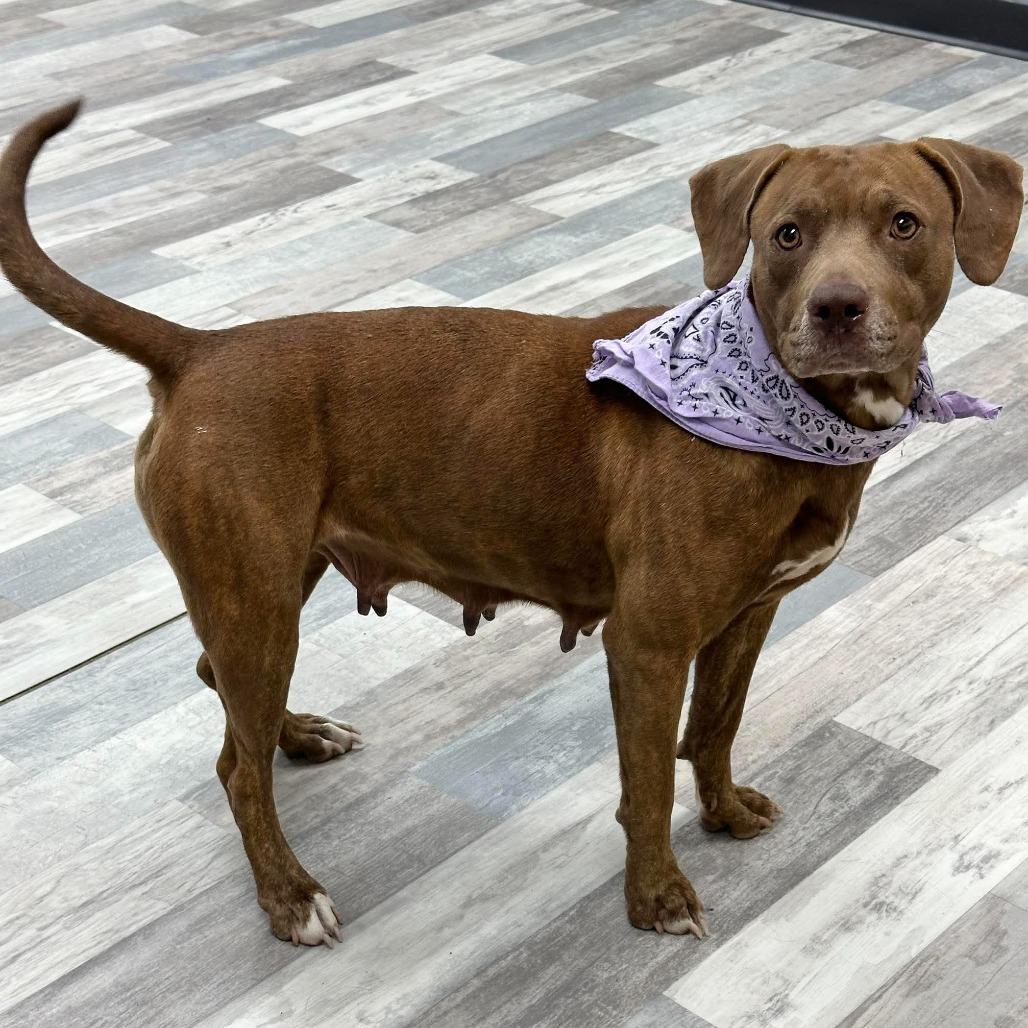 Enlarge Bunny, a Adoptable Pit Bull Terrier in Lufkin, TX image 4/5