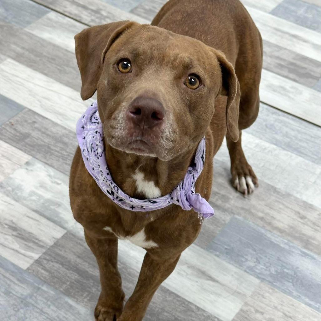 Enlarge Bunny, a Adoptable Pit Bull Terrier in Lufkin, TX image 5/5