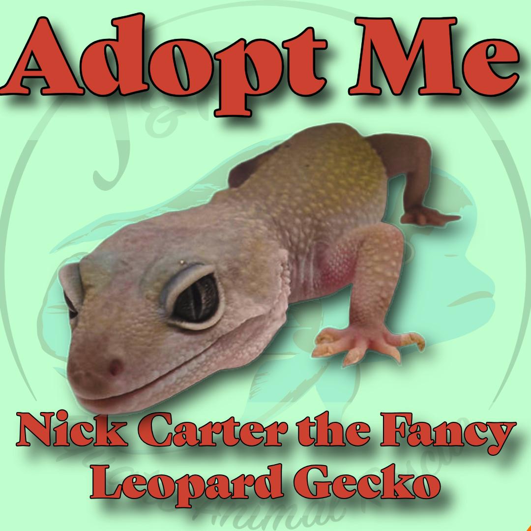 Nick Carter the Leopard Gecko, Adoptable, Adult Unknown Gecko.
