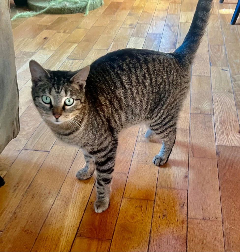 Ash, Adoptable, Adult Male Domestic Short Hair.