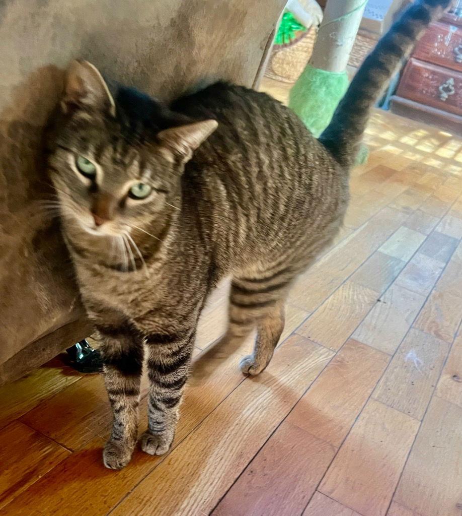 Enlarge Ash, a Adoptable Domestic Short Hair in Cromwell, KY image 2/3