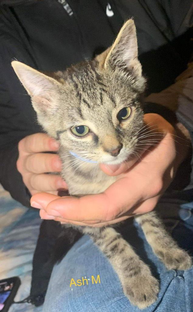 Ash, Adoptable, Adult Male Domestic Short Hair.