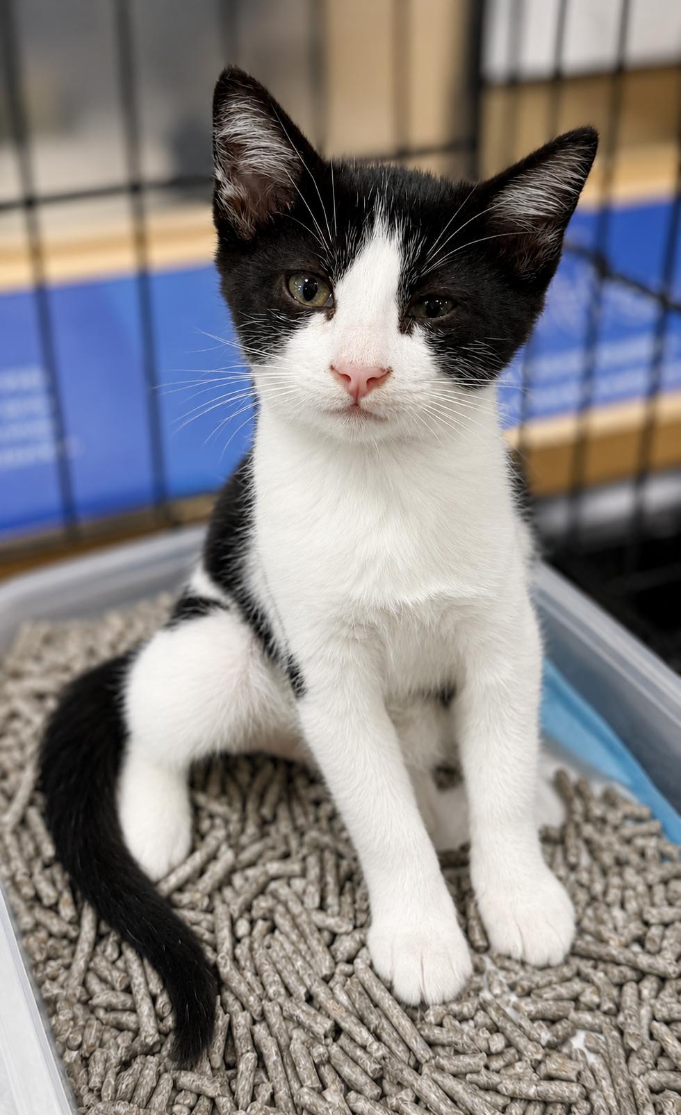 Enlarge MySpace, a Adoptable Tuxedo in Fresno, CA image 2/3