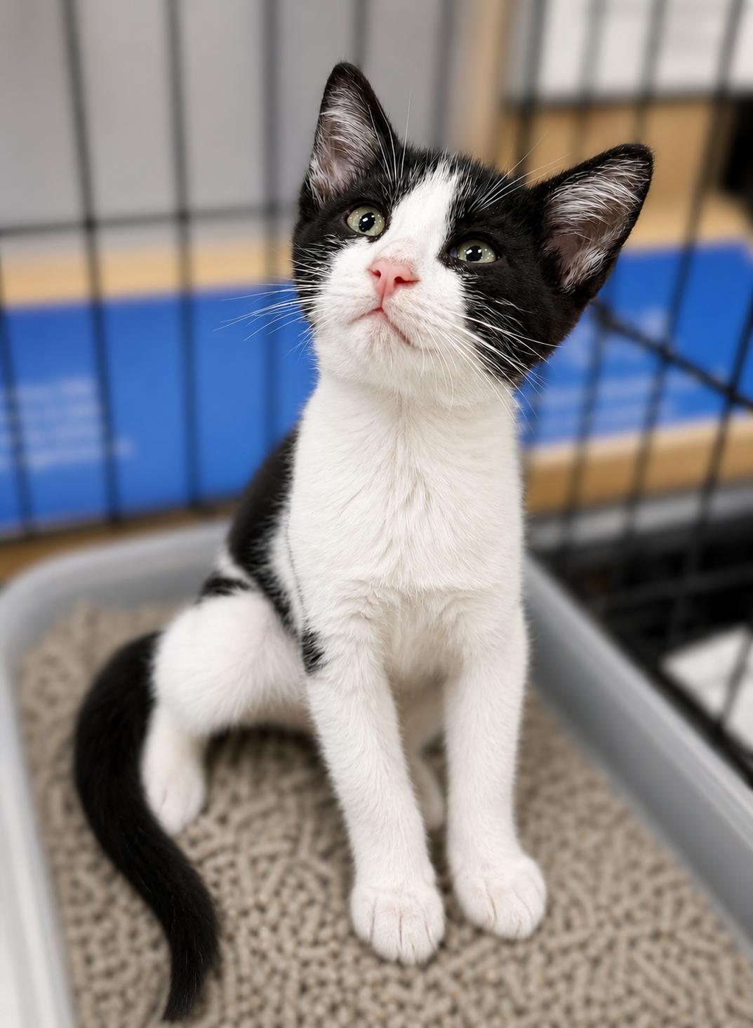 Enlarge MySpace, a Adoptable Tuxedo in Fresno, CA image 1/3