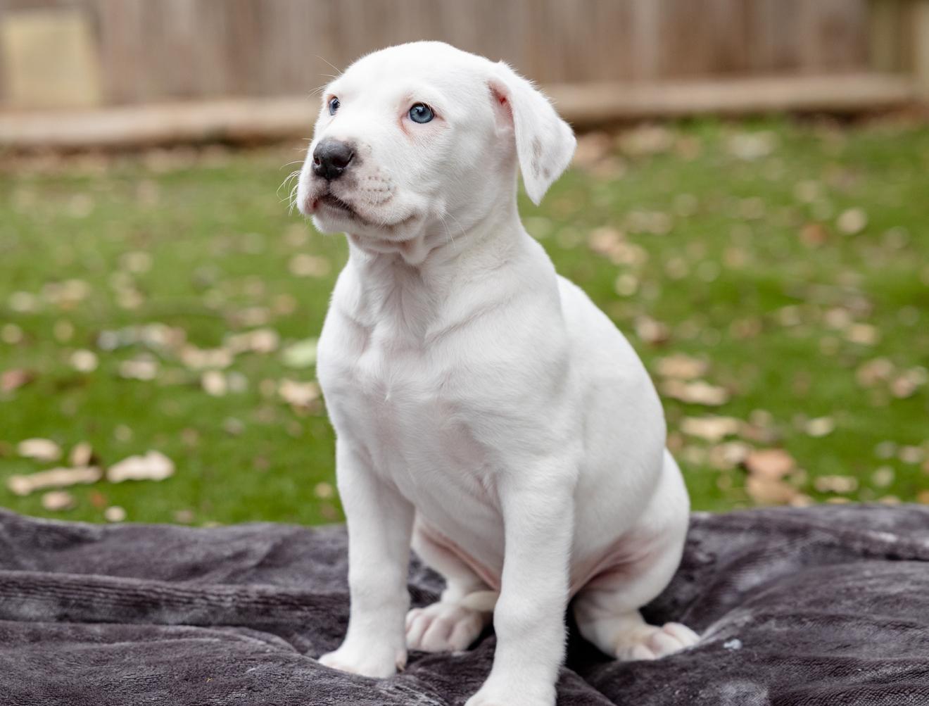 Enlarge Finn, an adopted mixed breed in Pflugerville, TX image 4/5
