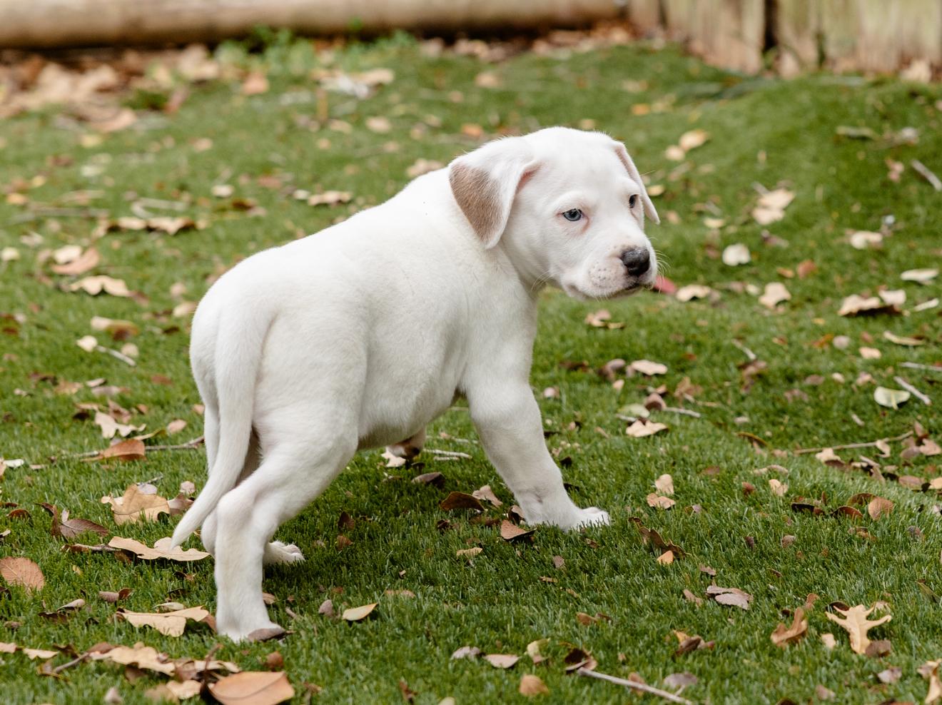 Enlarge Finn, an adopted mixed breed in Pflugerville, TX image 5/5