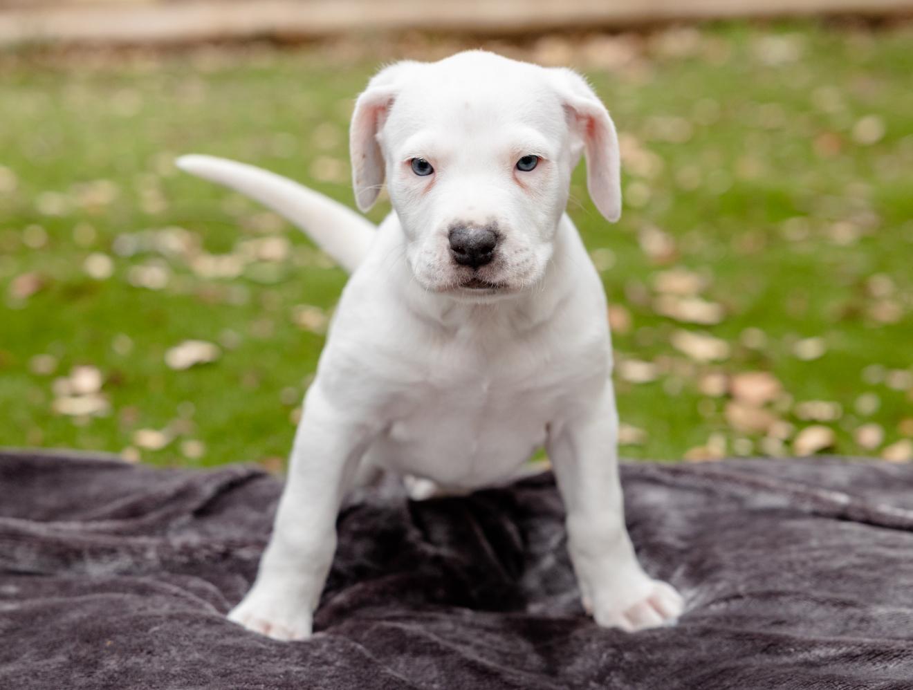 Enlarge Finn, an adopted mixed breed in Pflugerville, TX image 1/5