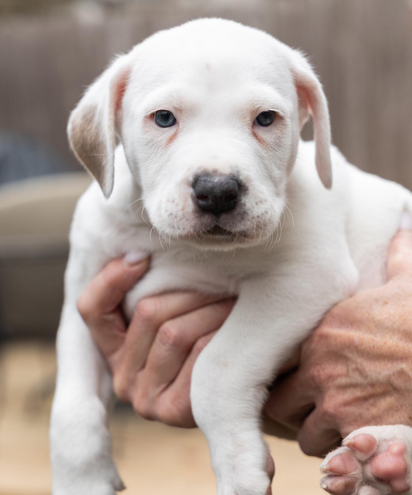 Enlarge Finn, an adopted mixed breed in Pflugerville, TX image 3/5