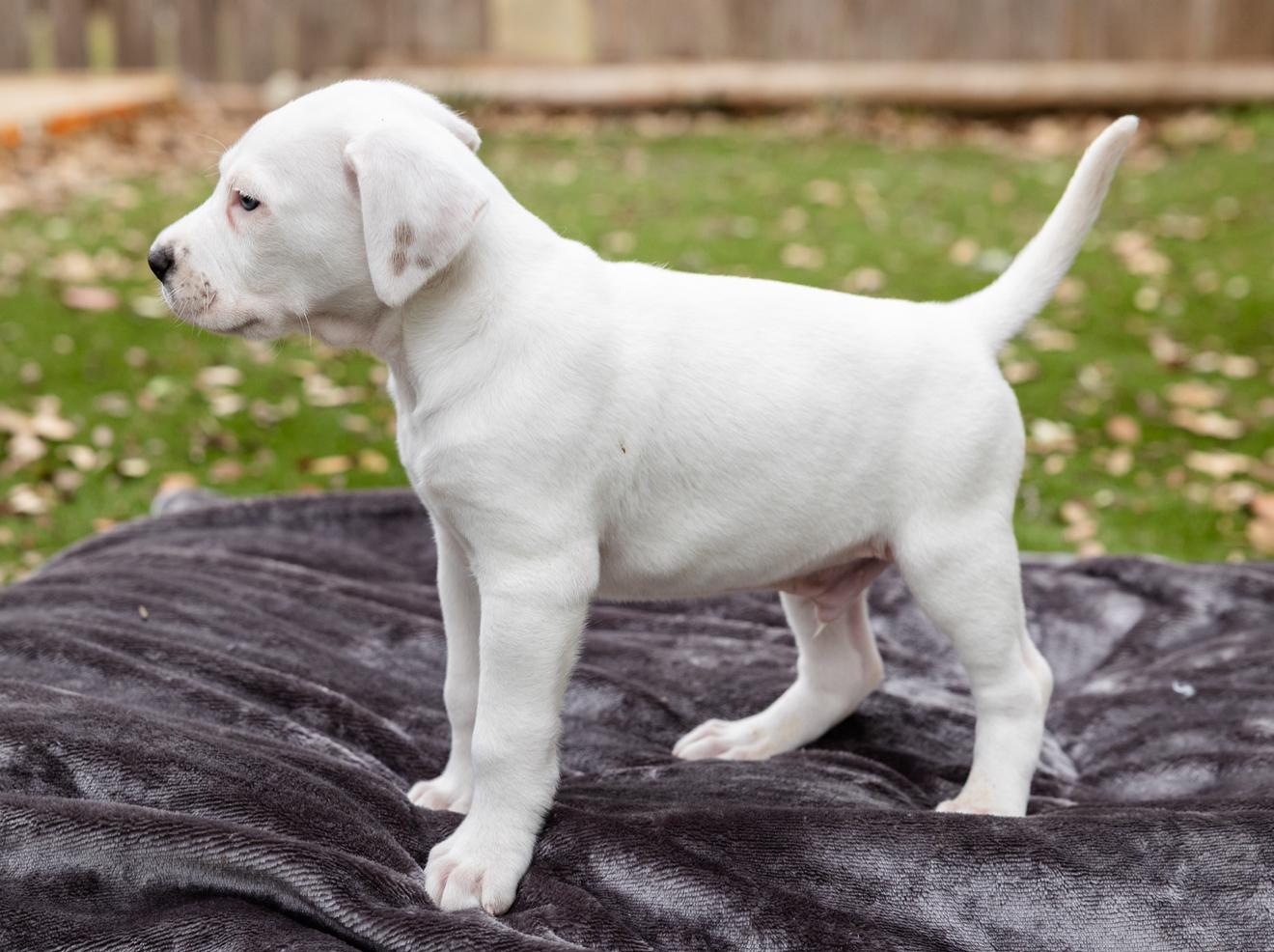 Enlarge Finn, an adopted mixed breed in Pflugerville, TX image 2/5