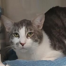 Kevin (in foster), Adoptable, Adult Male Domestic Short Hair.