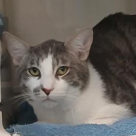 Enlarge Kevin (in foster), a Adoptable Domestic Short Hair in Santa Cruz, CA image 2/2