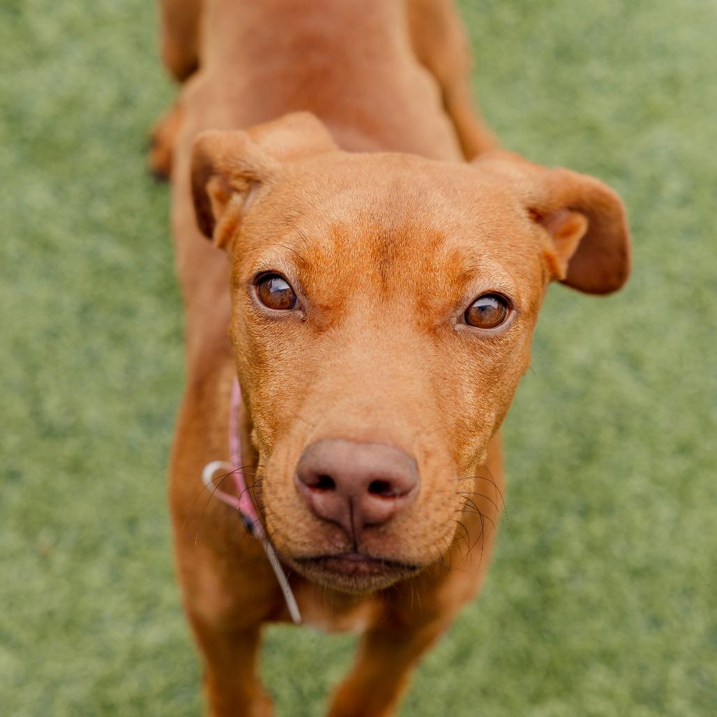 Marcy, Adoptable, Young Female Mixed Breed.
