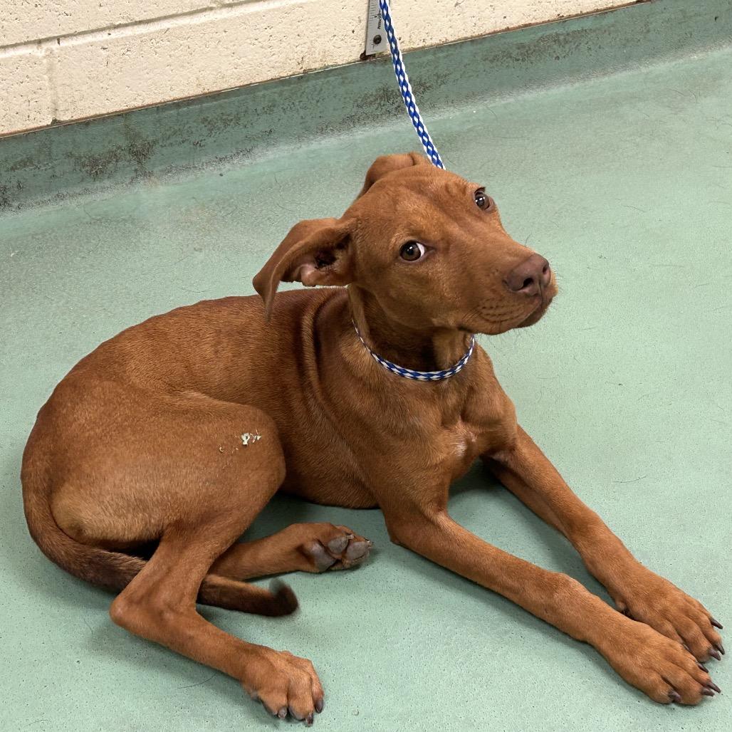 Enlarge Marcy, a Adoptable Mixed Breed in Gainesville, GA image 2/6