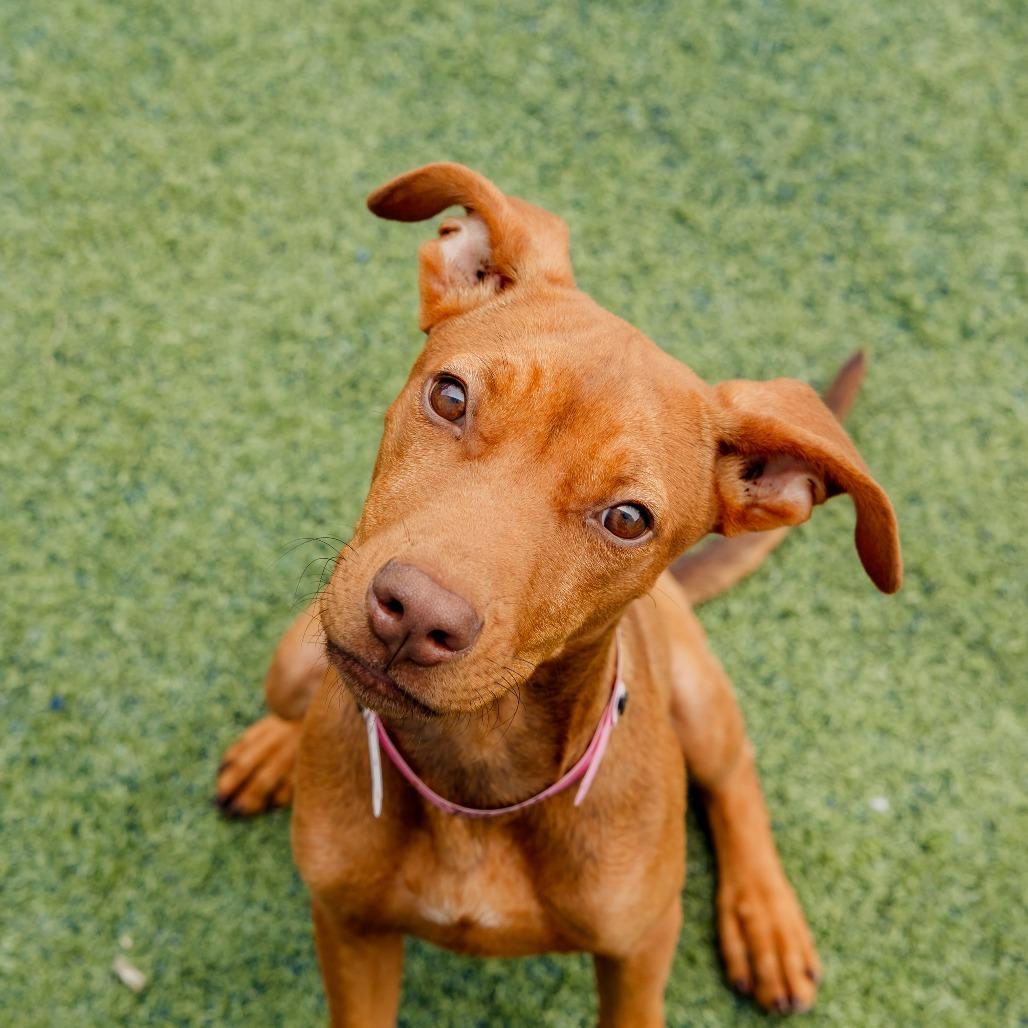 Enlarge Marcy, a Adoptable Mixed Breed in Gainesville, GA image 3/6