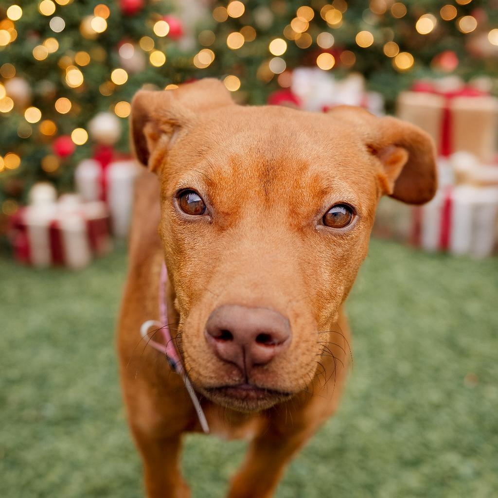 Enlarge Marcy, a Adoptable Mixed Breed in Gainesville, GA image 4/6