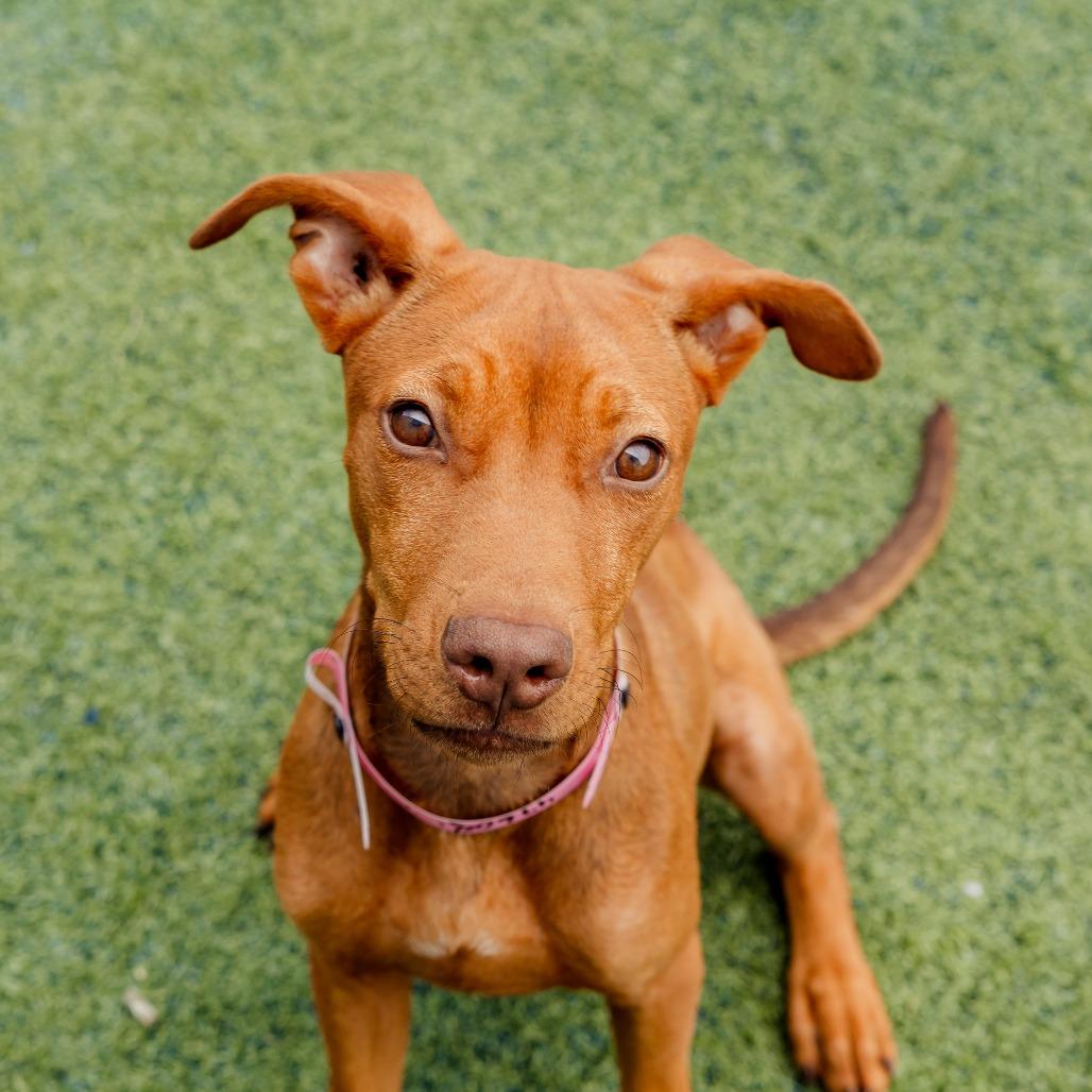 Enlarge Marcy, a Adoptable Mixed Breed in Gainesville, GA image 5/6