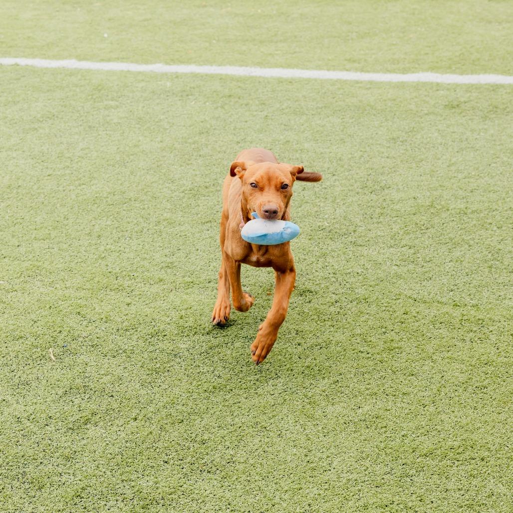 Enlarge Marcy, a Adoptable Mixed Breed in Gainesville, GA image 6/6