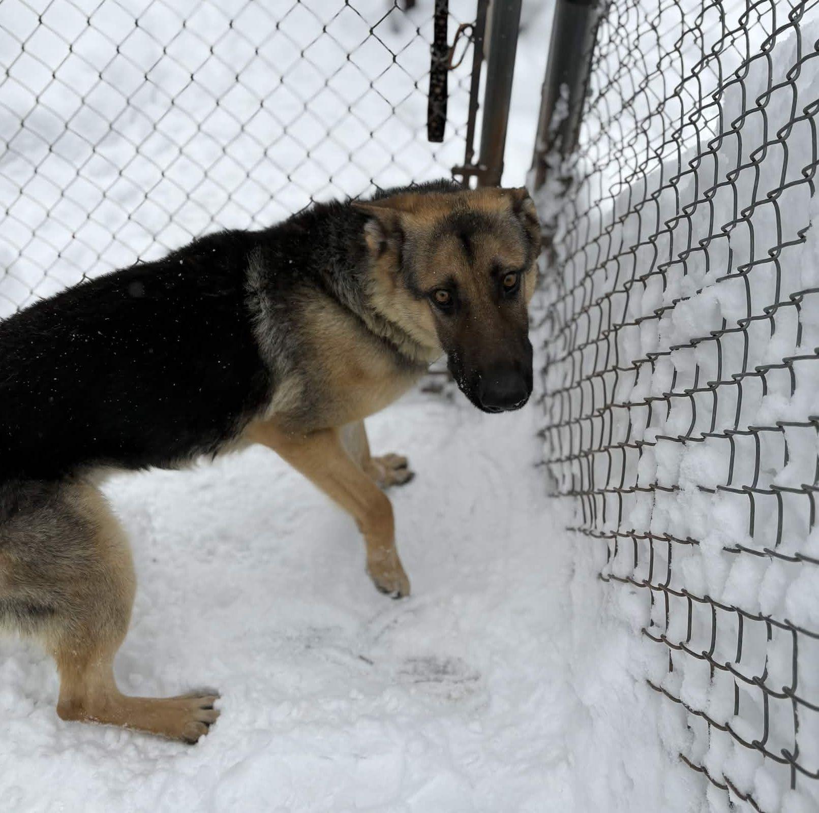 Enlarge Henry, an adopted German Shepherd Dog in Houghton, MI image 2/2