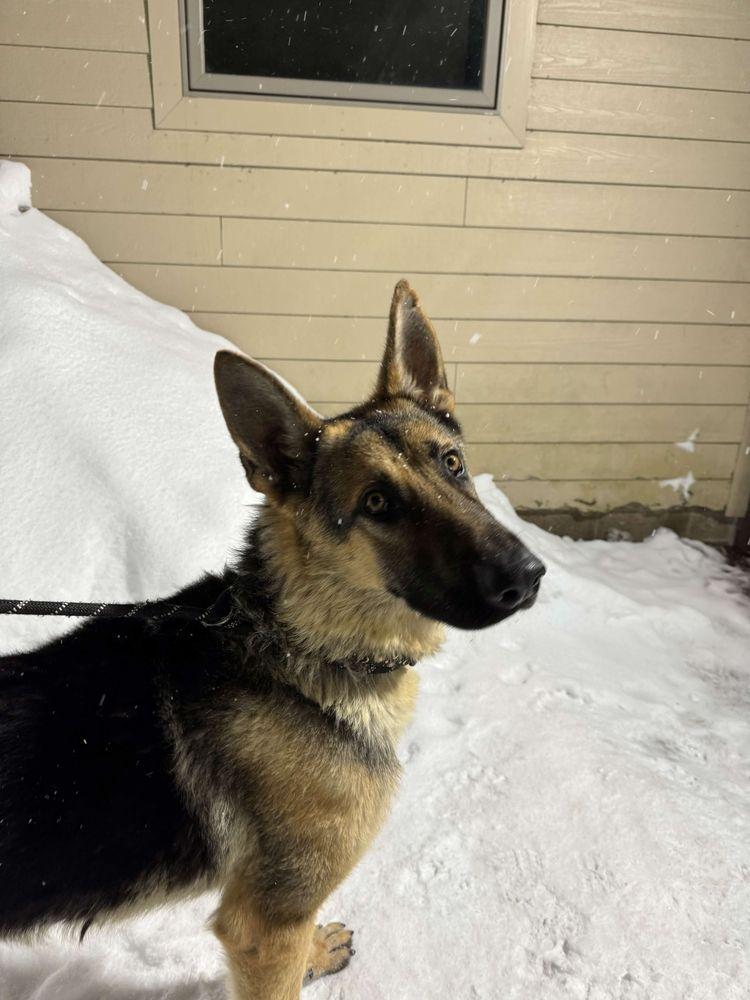 Enlarge Henry, an adopted German Shepherd Dog in Houghton, MI image 1/2