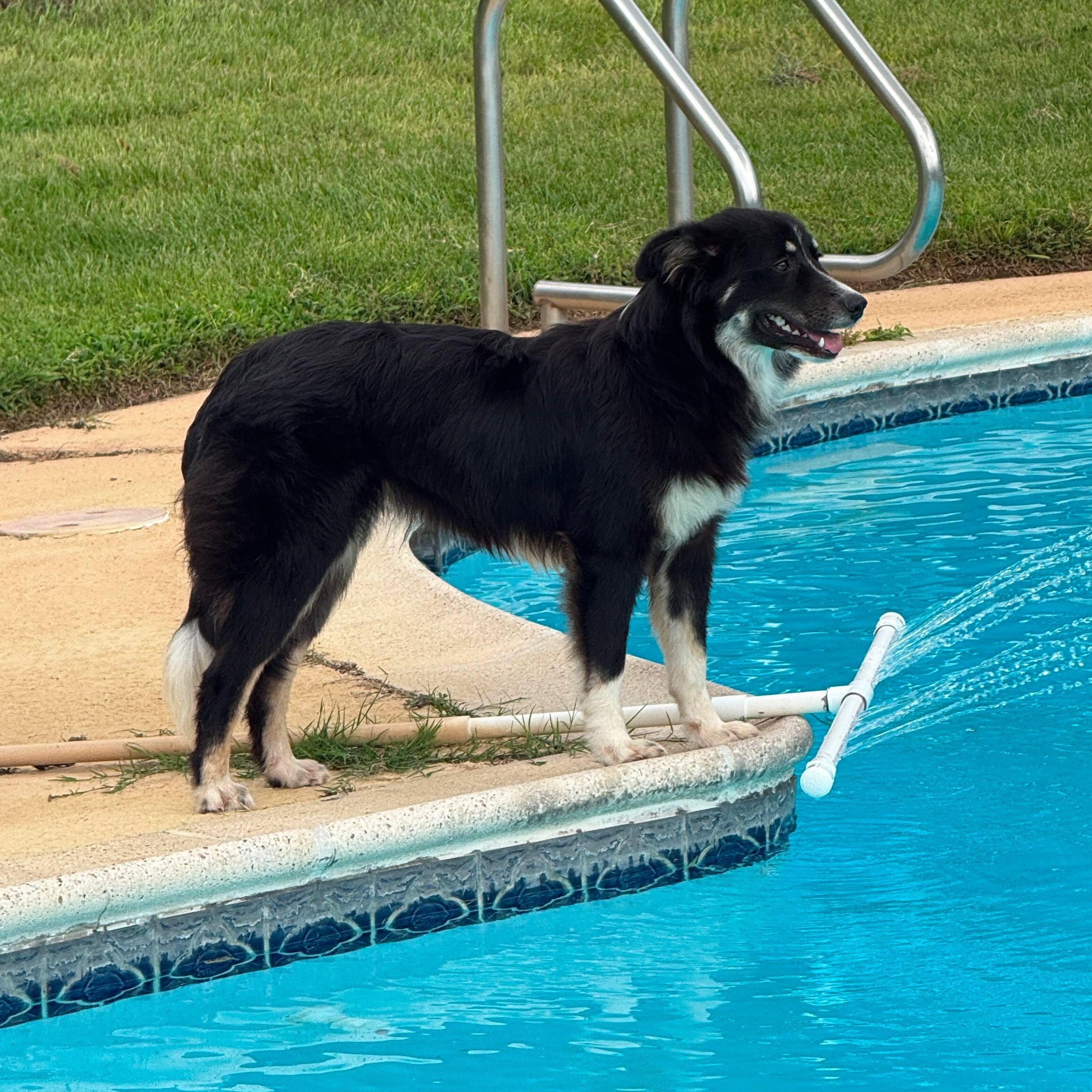 Enlarge Moana, an adopted mixed breed in Victor, NY image 6/6