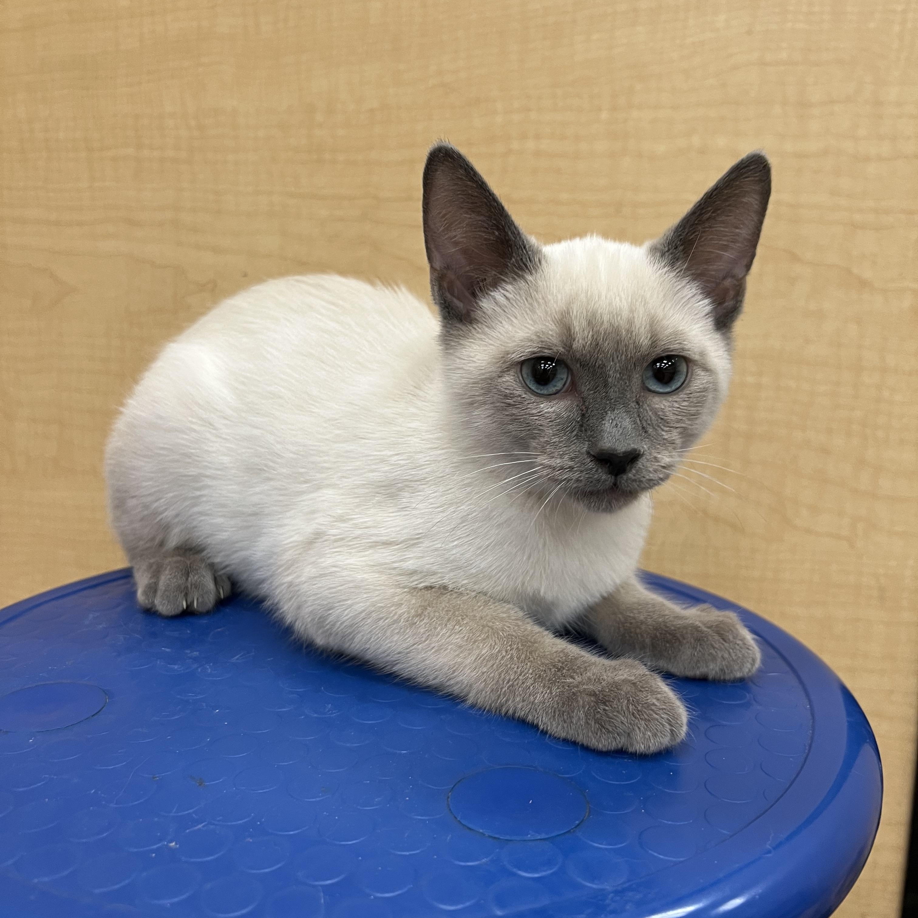Ukulele, Adopted, Kitten Male Siamese.
