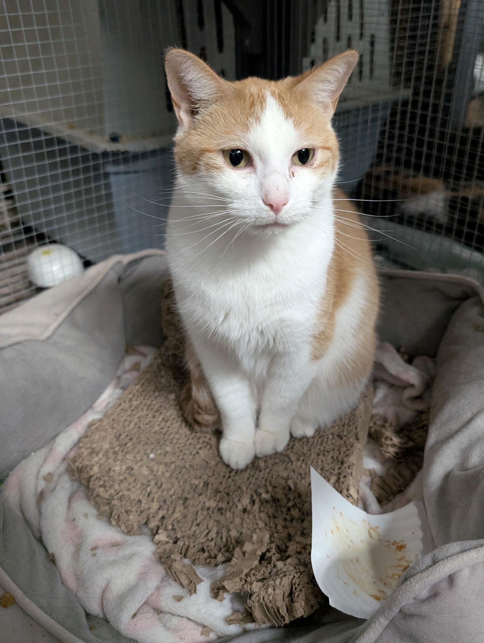 Alicia, Adoptable, Adult Female Domestic Short Hair.