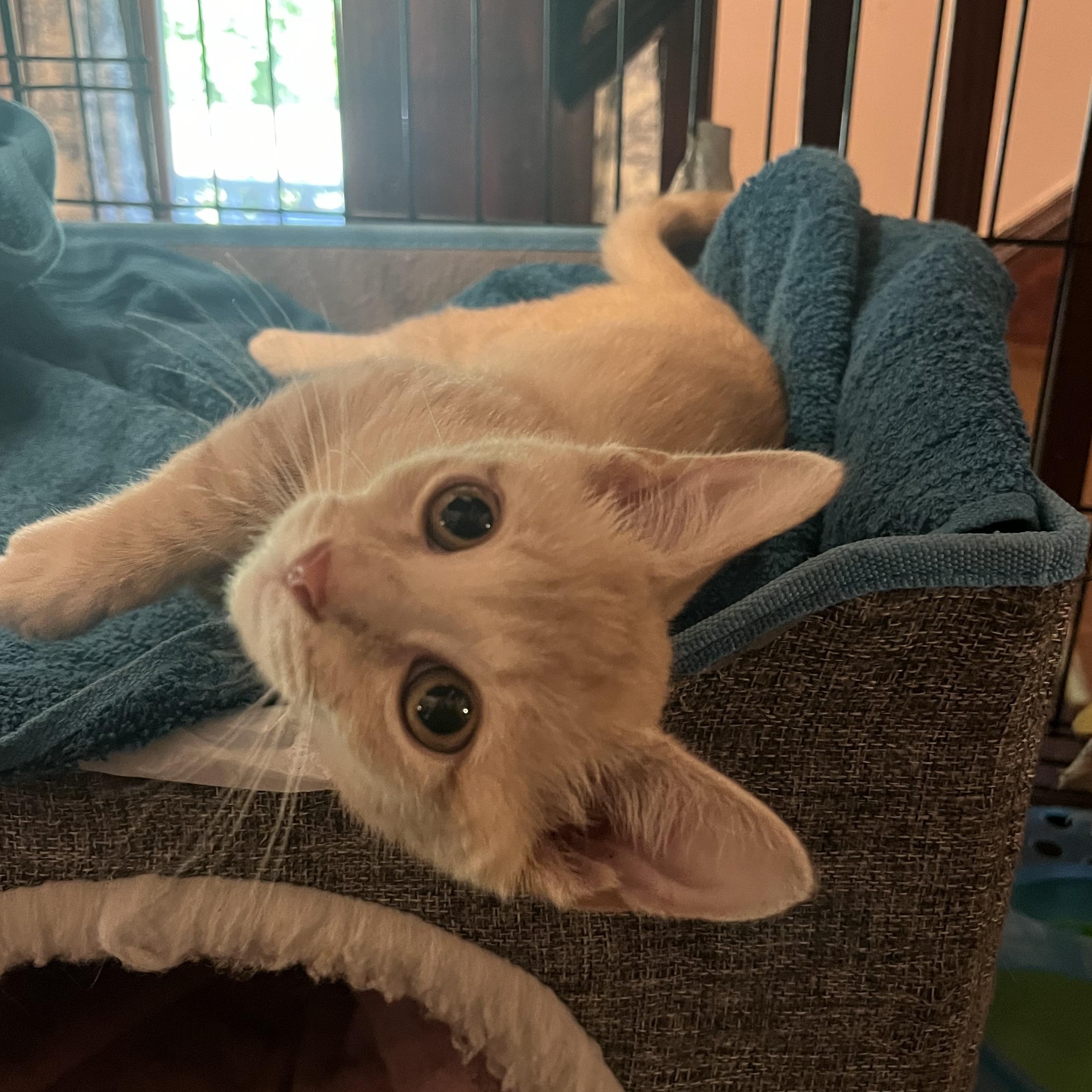 Enlarge Clementine, a Adopted Domestic Short Hair in Belchertown, MA image 4/5
