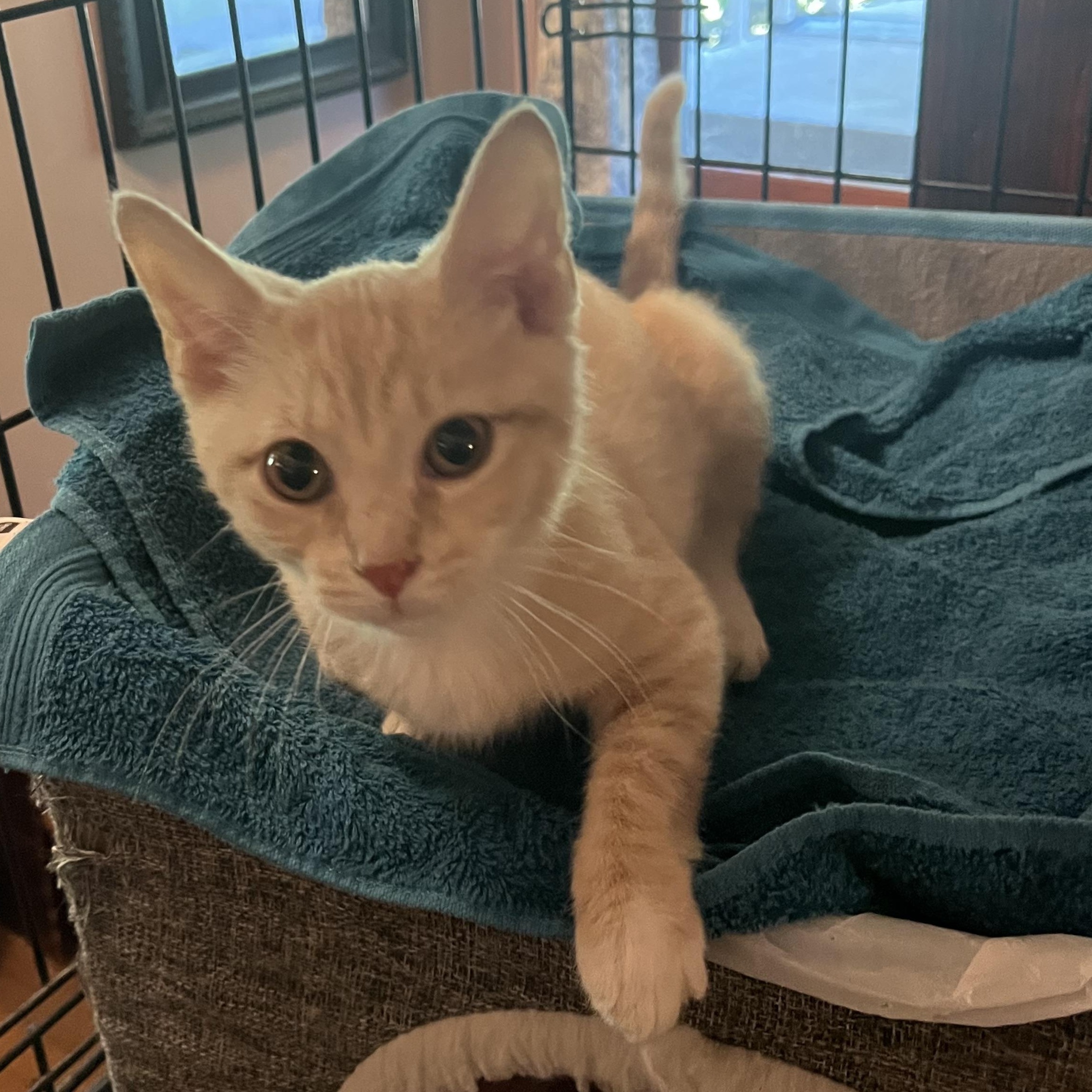 Enlarge Clementine, a Adopted Domestic Short Hair in Belchertown, MA image 3/5