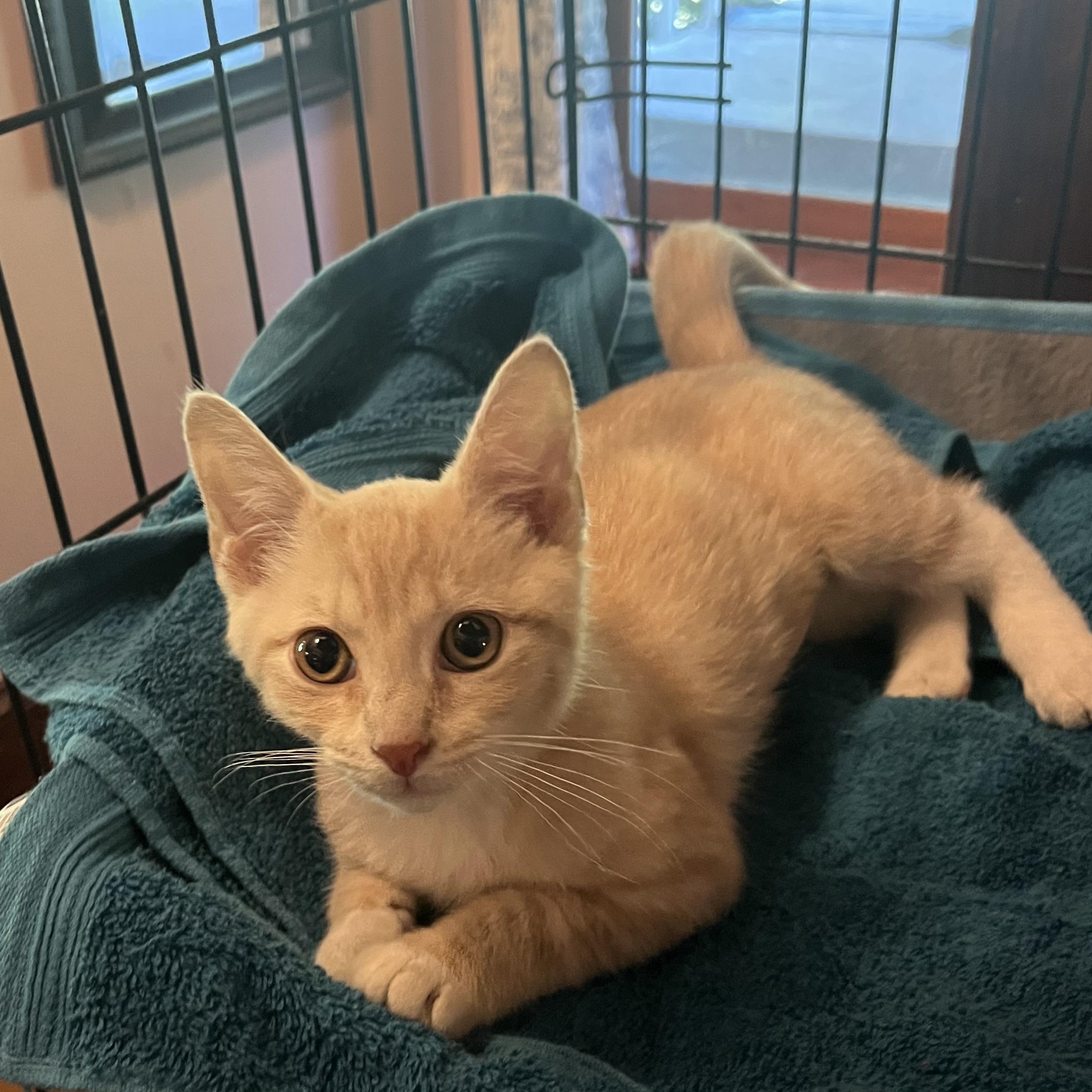 Clementine, Adopted, Young Female Domestic Short Hair.