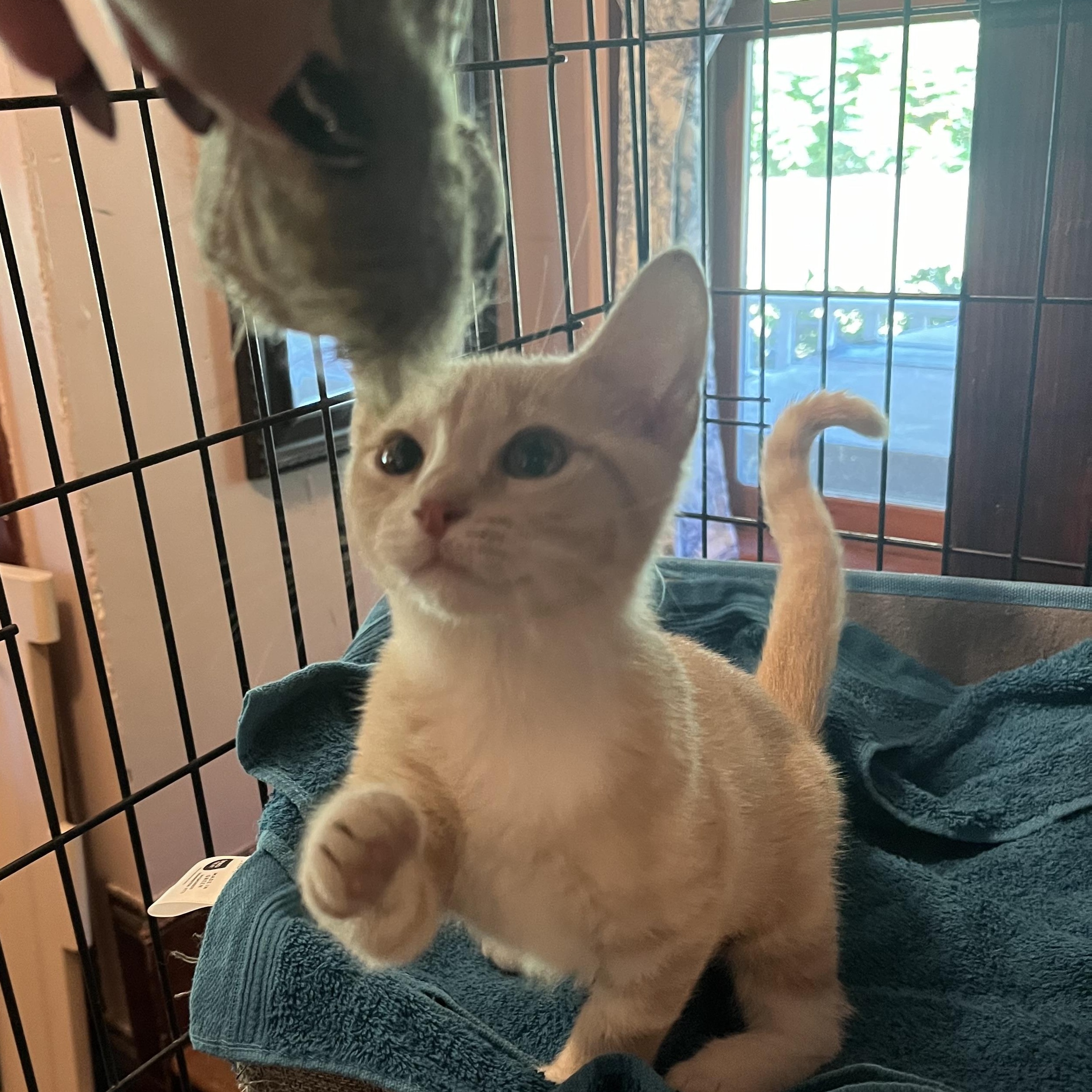 Enlarge Clementine, a Adopted Domestic Short Hair in Belchertown, MA image 2/5