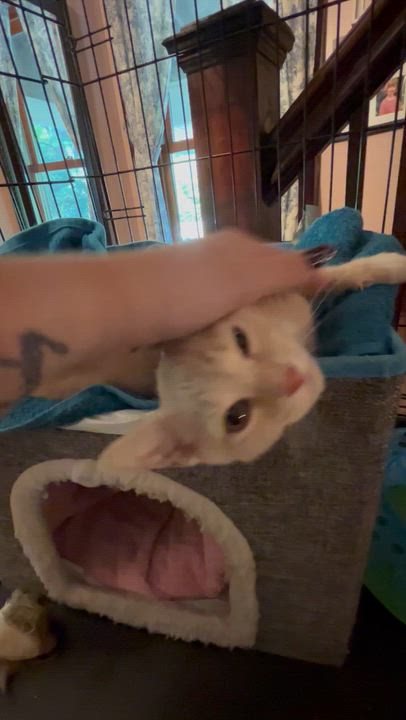 Enlarge Clementine, a Adopted Domestic Short Hair in Belchertown, MA video 5/5