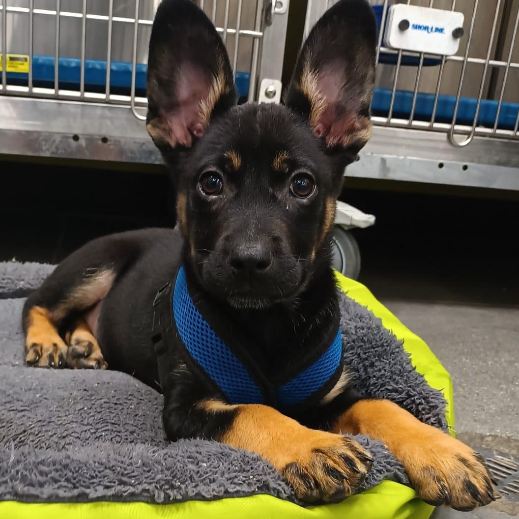 Frankie, adopted, Puppy Male Australian Kelpie.