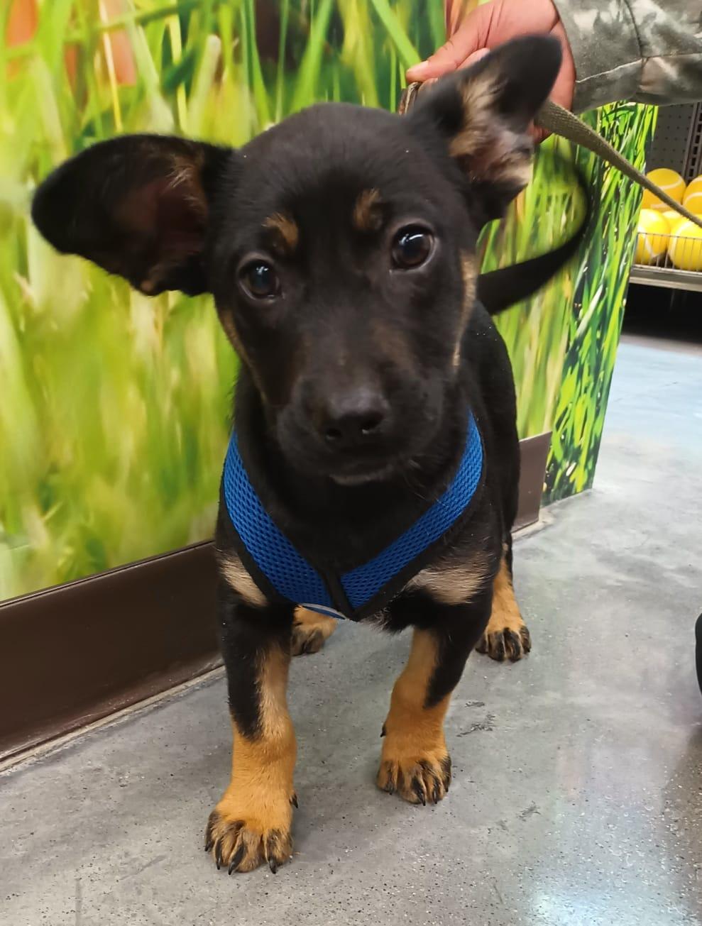 Frankie, an adopted mixed breed in San Diego, CA image 3/6
