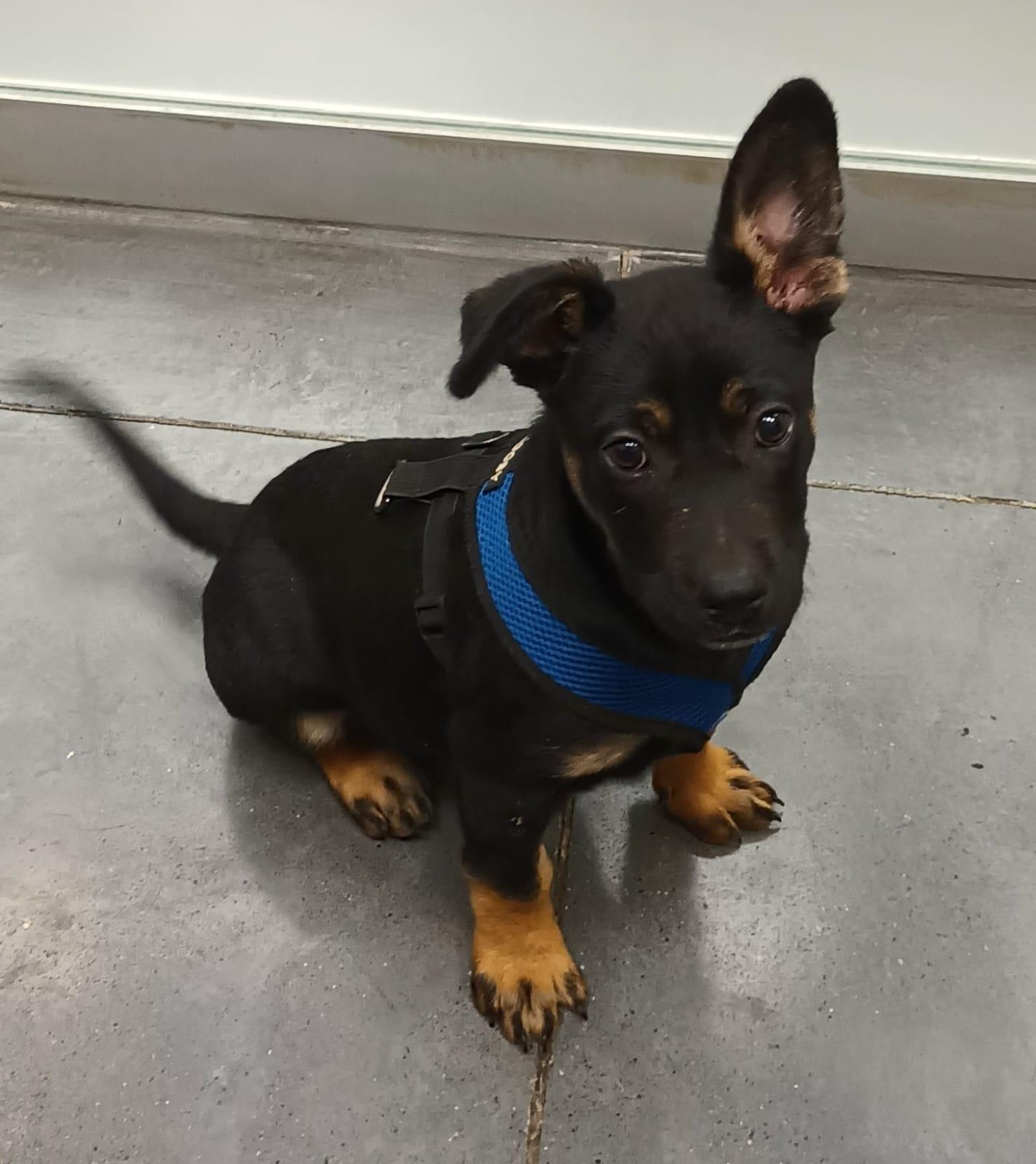 Frankie, an adopted mixed breed in San Diego, CA image 5/6