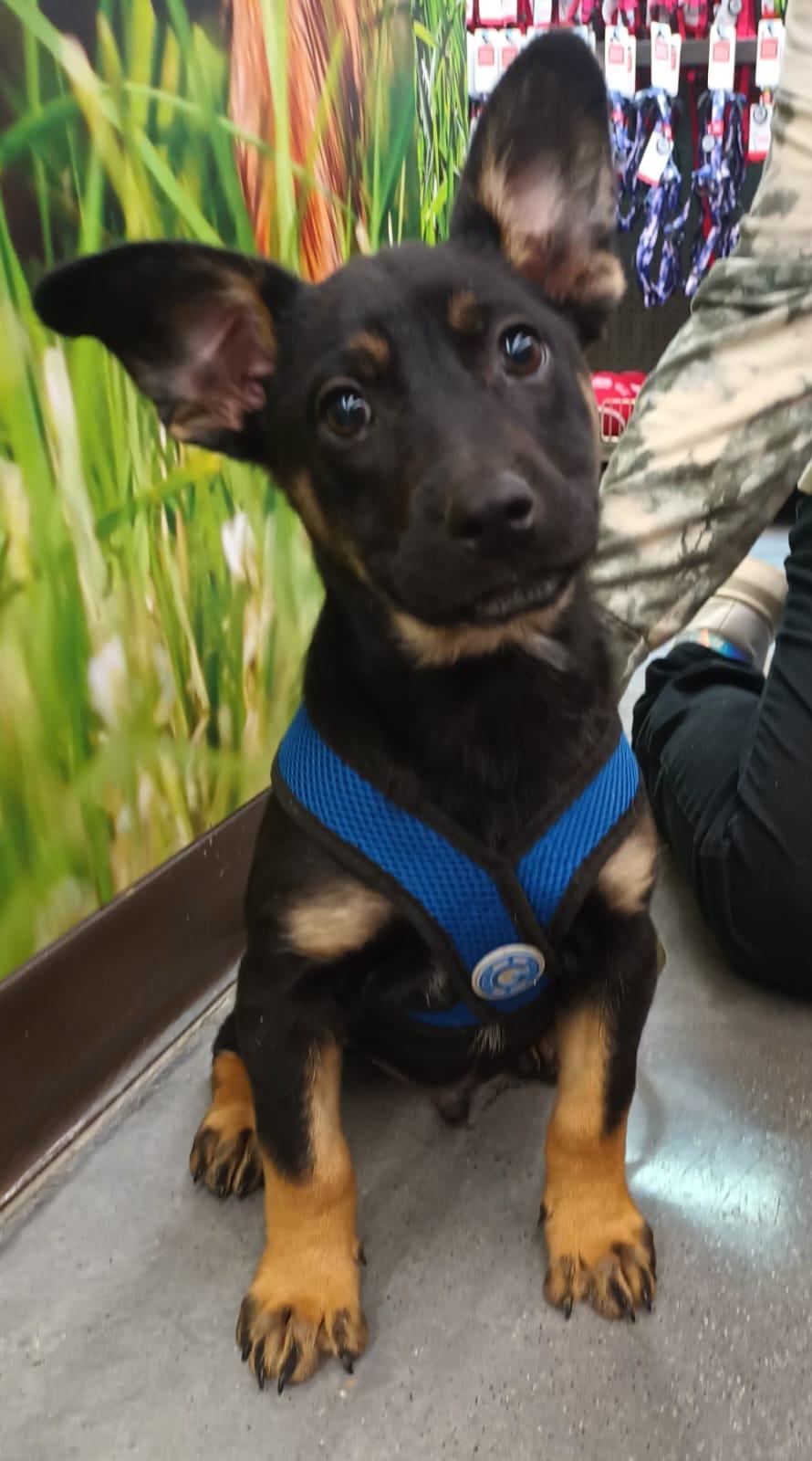 Frankie, an adopted mixed breed in San Diego, CA image 2/6
