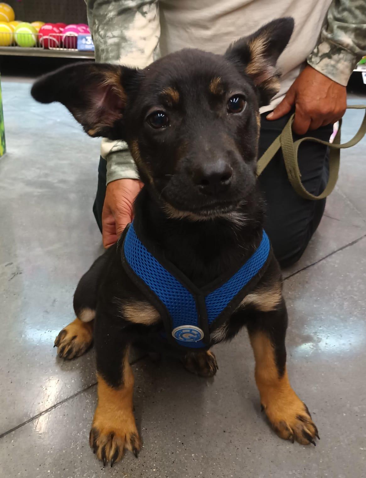 Frankie, an adopted mixed breed in San Diego, CA image 4/6