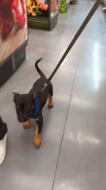 Enlarge Frankie, an adopted mixed breed in San Diego, CA video 6/6