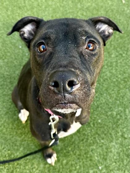 Enlarge Ida, a Adoptable mixed breed in Wichita, KS image 2/3