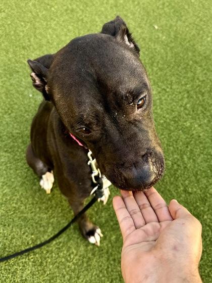 Enlarge Ida, a Adoptable mixed breed in Wichita, KS image 3/3