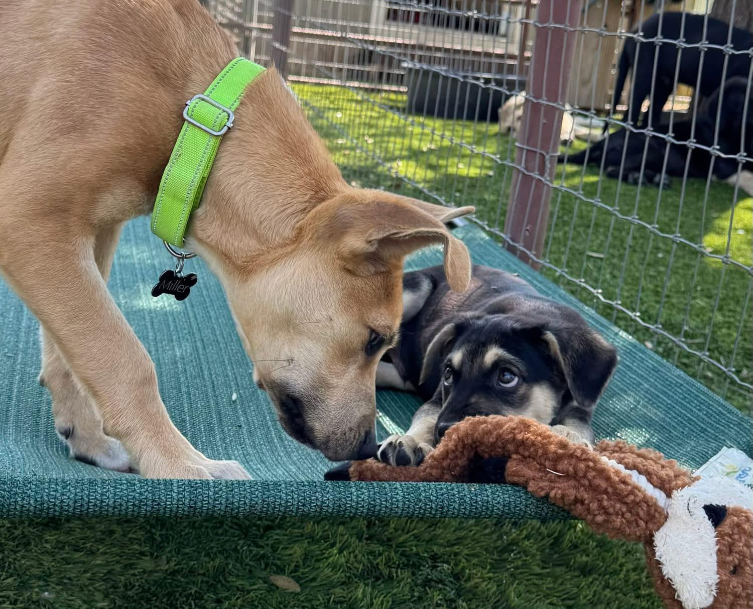Enlarge McCoy, a ADOPTABLE Carolina Dog in Southlake, TX image 3/6