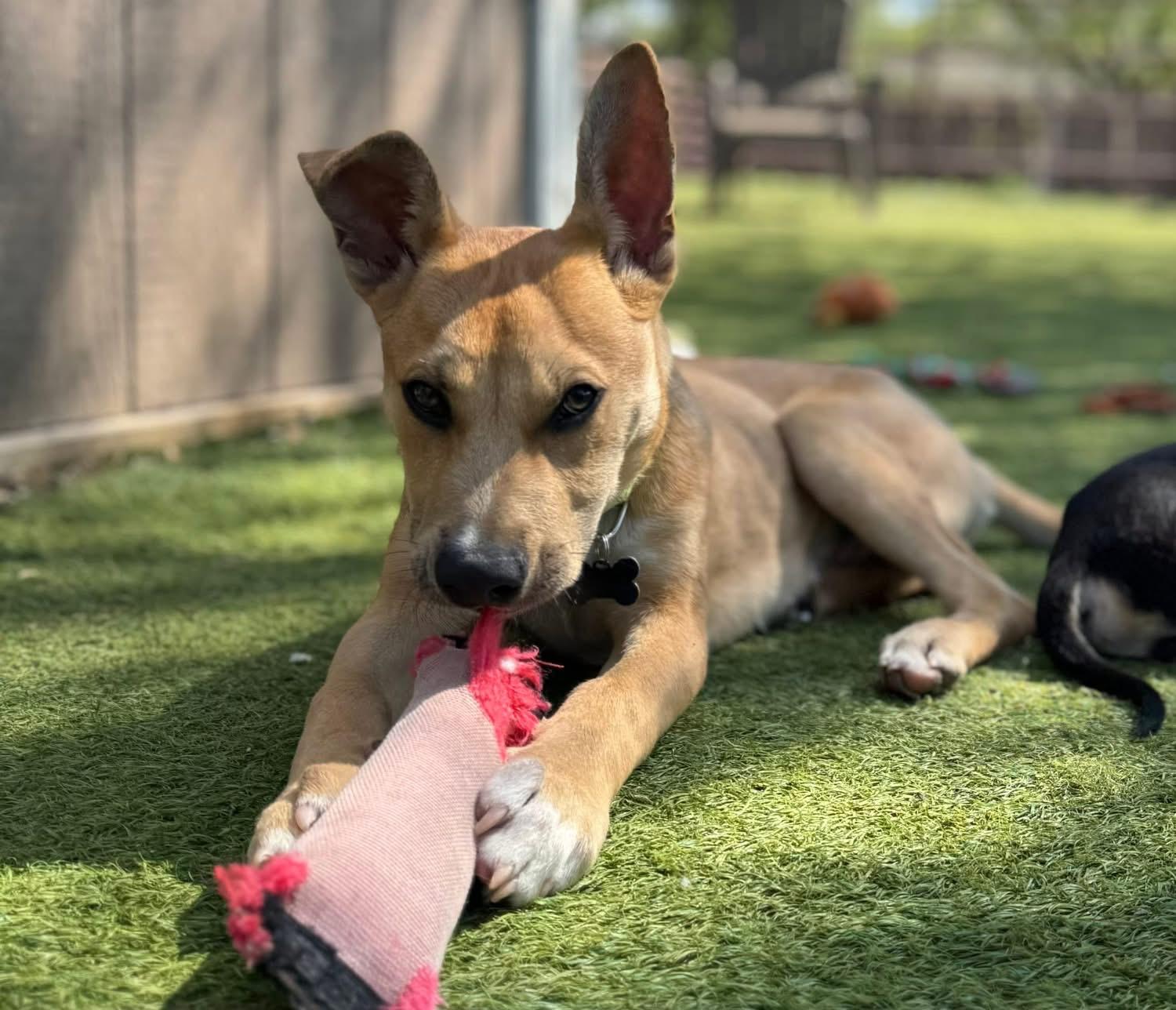 Enlarge McCoy, a ADOPTABLE Carolina Dog in Southlake, TX image 2/6