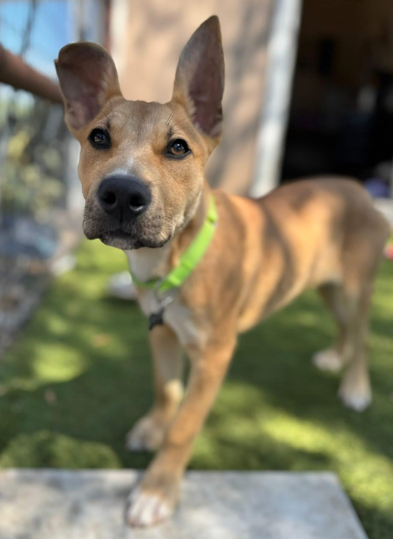 Enlarge McCoy, a ADOPTABLE Carolina Dog in Southlake, TX image 1/6