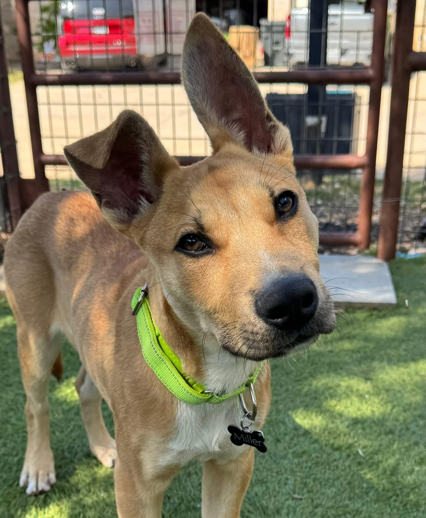 Enlarge McCoy, a ADOPTABLE Carolina Dog in Southlake, TX image 4/6