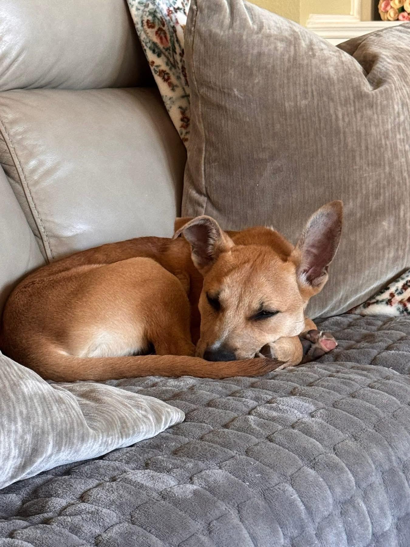 Enlarge McCoy, a ADOPTABLE Carolina Dog in Southlake, TX image 5/6