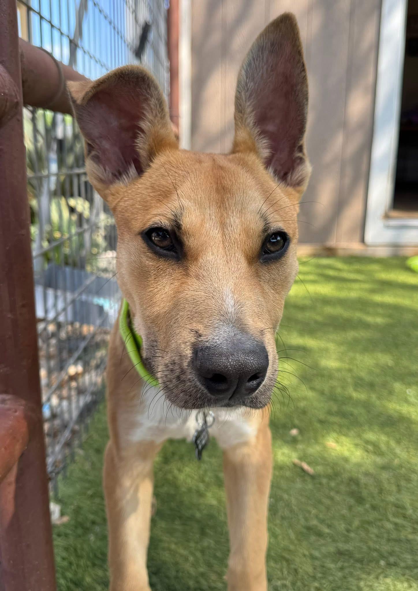 Enlarge McCoy, a ADOPTABLE Carolina Dog in Southlake, TX image 6/6