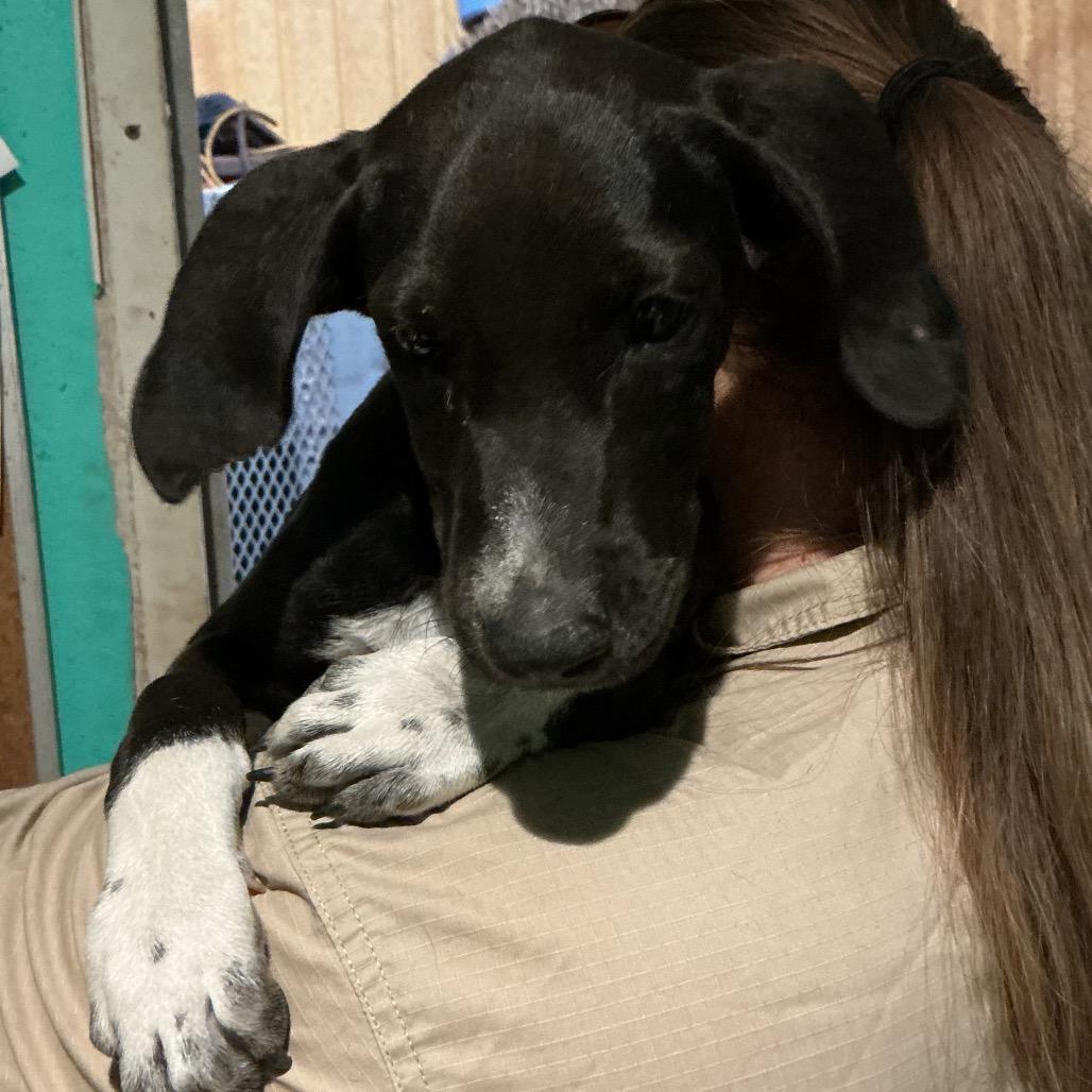 Krista, Adoptable, Puppy Female Mixed Breed & Black Labrador Retriever.