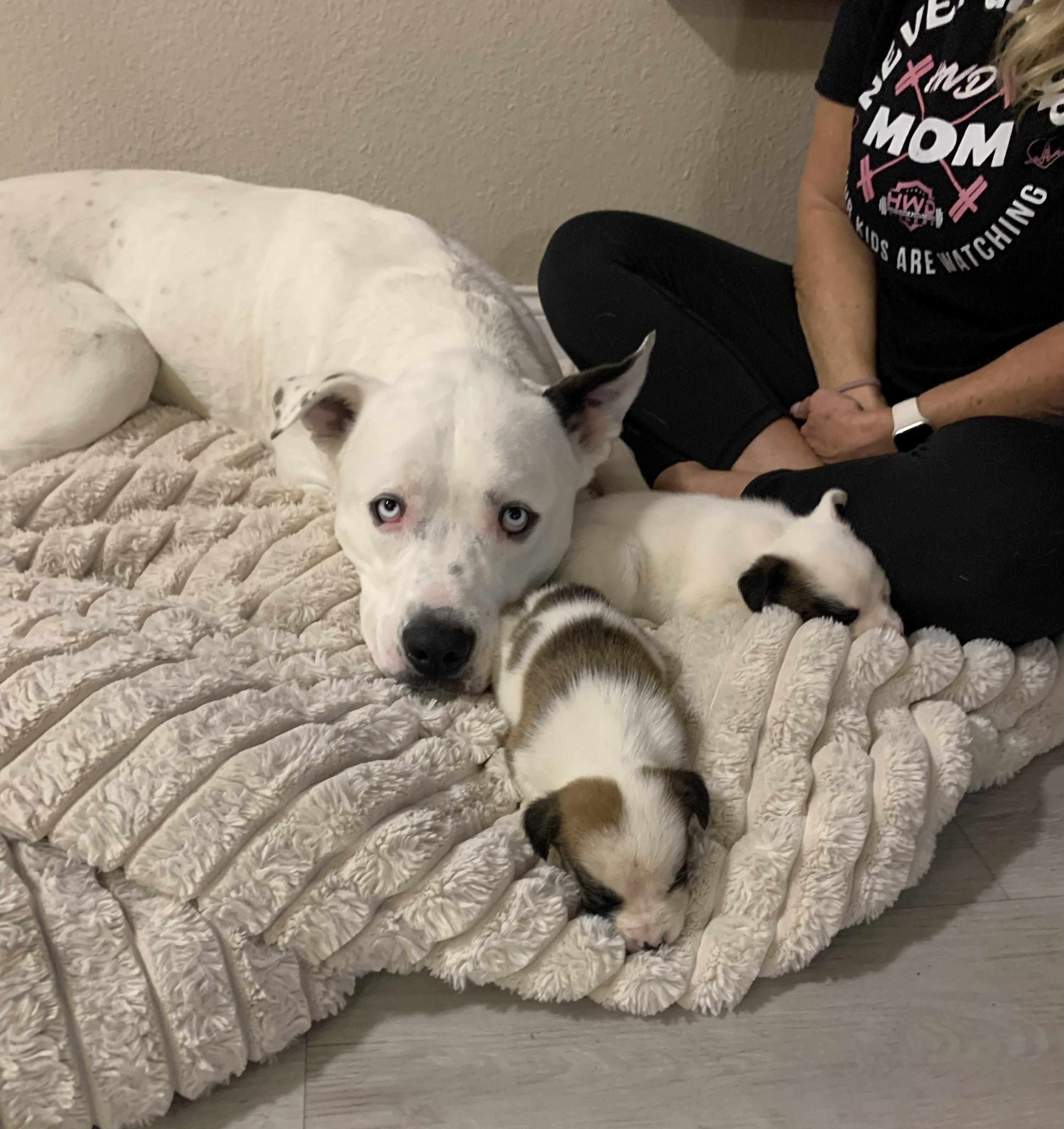 Snow, ADOPTABLE, Adult Male Pit Bull Terrier.