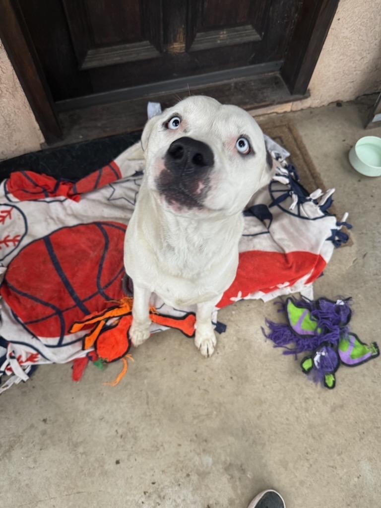 Enlarge Snow, a ADOPTABLE Pit Bull Terrier in Murrieta, CA image 2/3