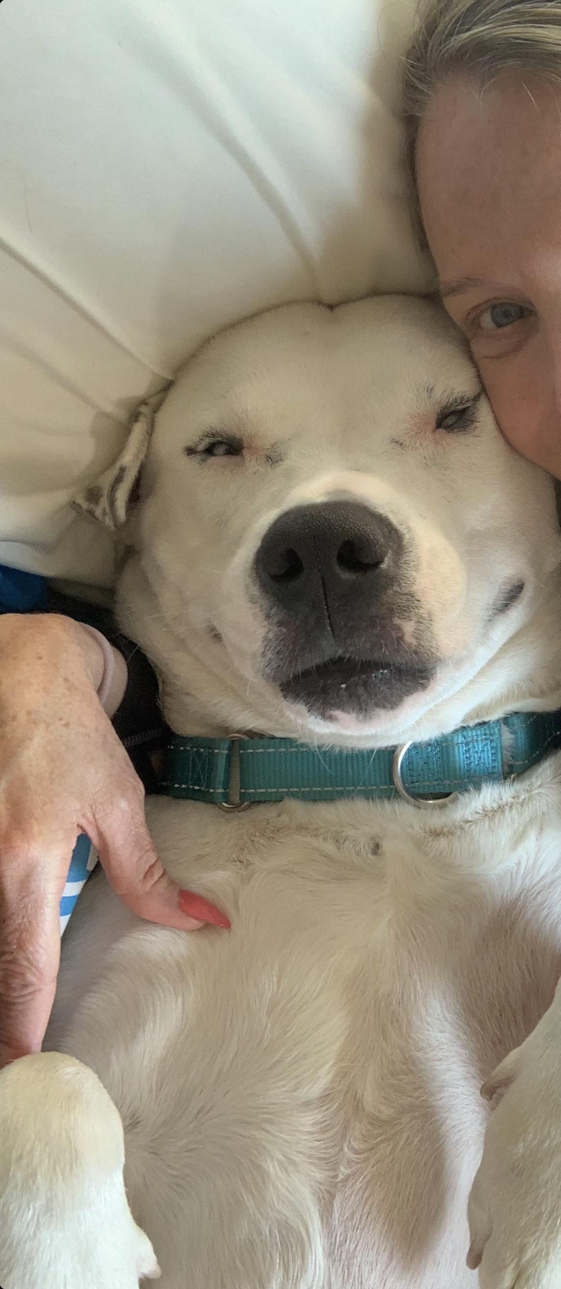 Enlarge Snow, a ADOPTABLE Pit Bull Terrier in Murrieta, CA image 1/3