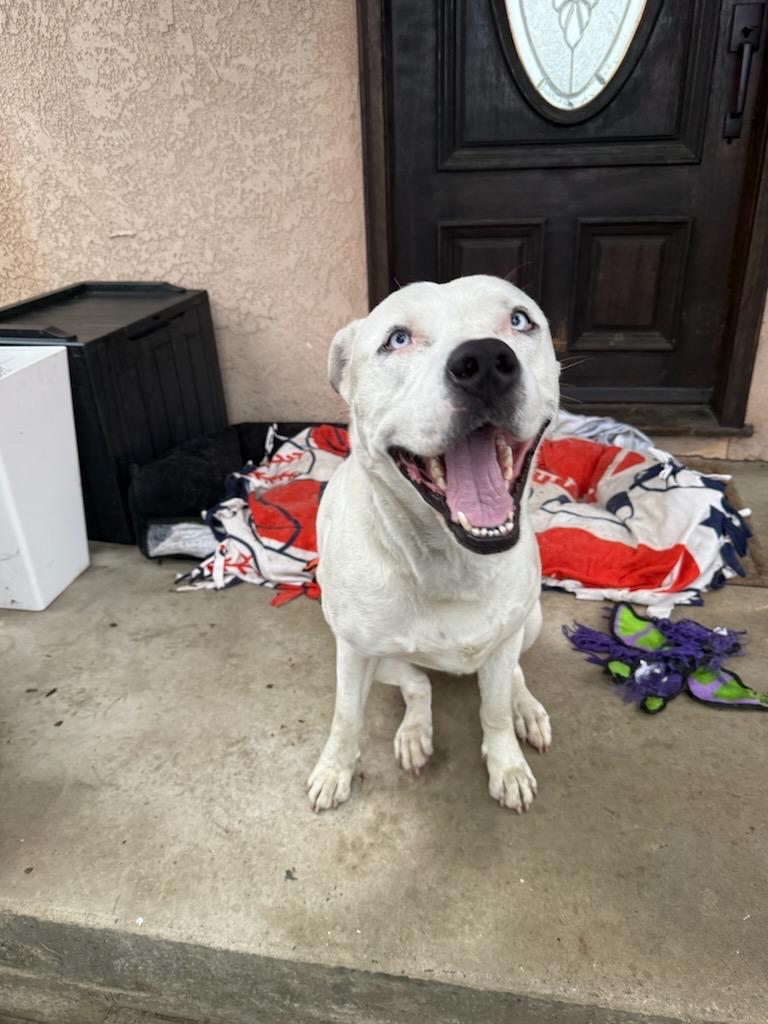 Snow, ADOPTABLE, Adult Male Pit Bull Terrier.